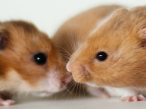 Tudo sobre hamsters: veja algumas curiosidades!