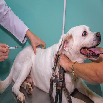 Vacina para Cães em Guarulhos