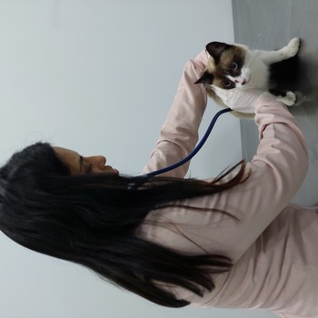 Veterinário para gatos em Guarulhos